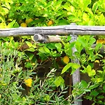 Giardino Sul Mare アパート